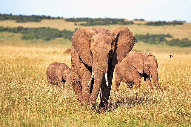 BIT 2012 – Play with the Kenya Tourist Board and discover that Big Five you are