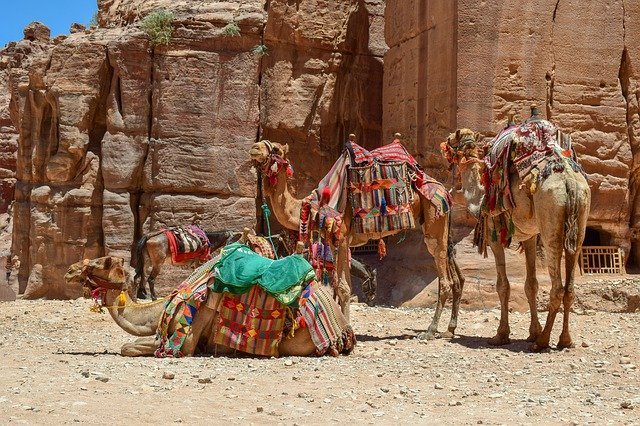 camels