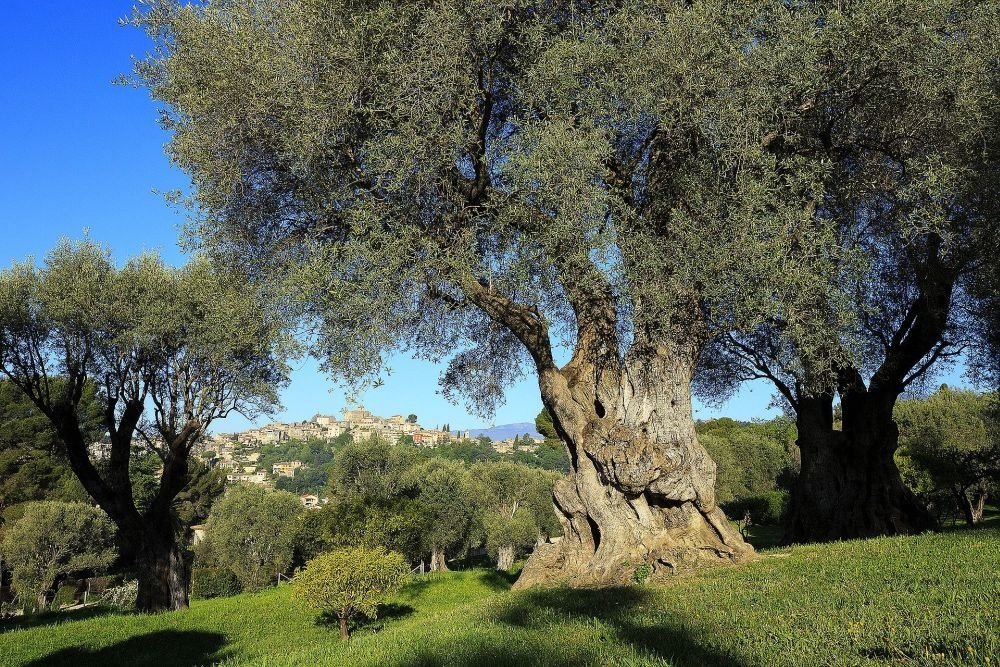 Giardini della Costa Azzurra