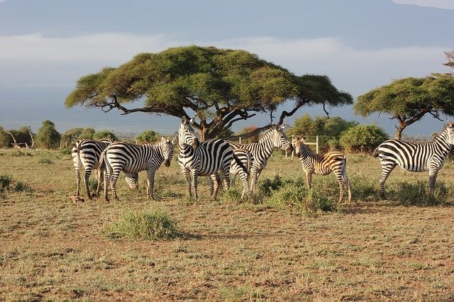 Kenya safari