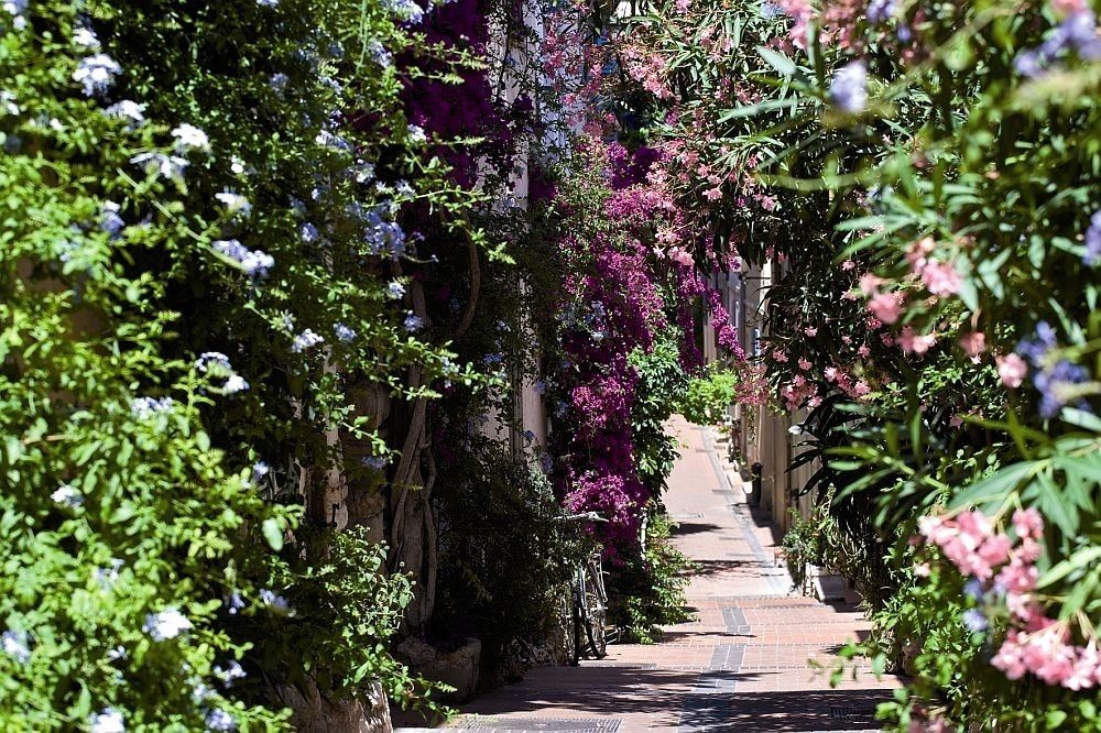 Antibes Safranier