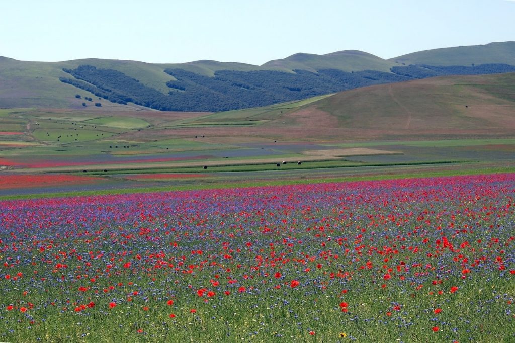 castelluccio