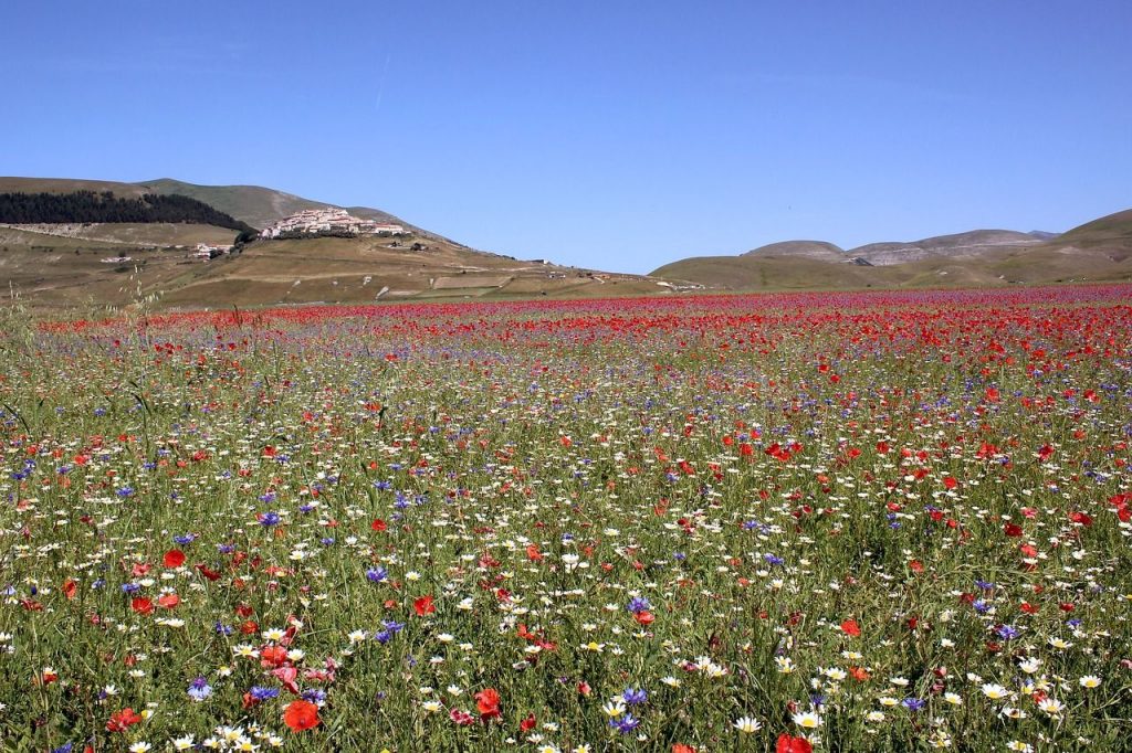 fioritura castelluccio