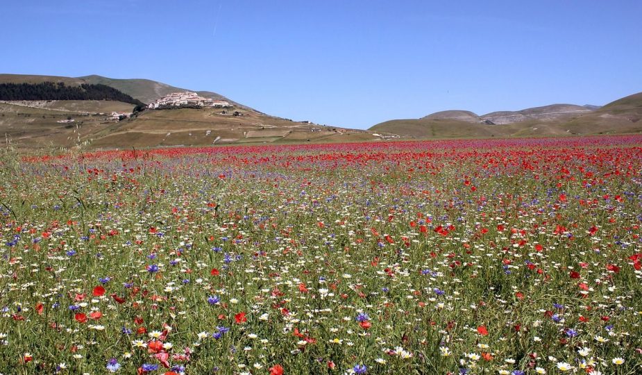 fioritura castelluccio