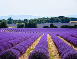 campi di lavanda in Toscana