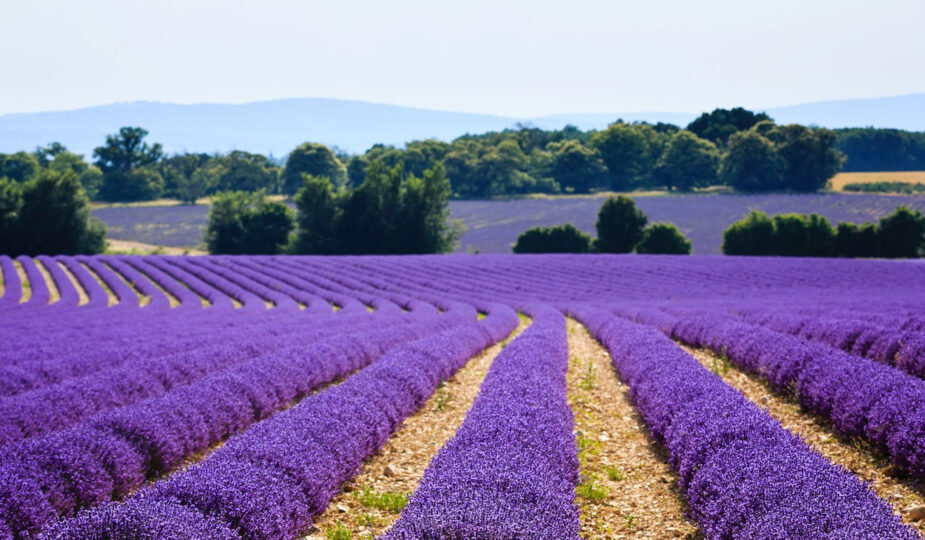 campi di lavanda in Toscana