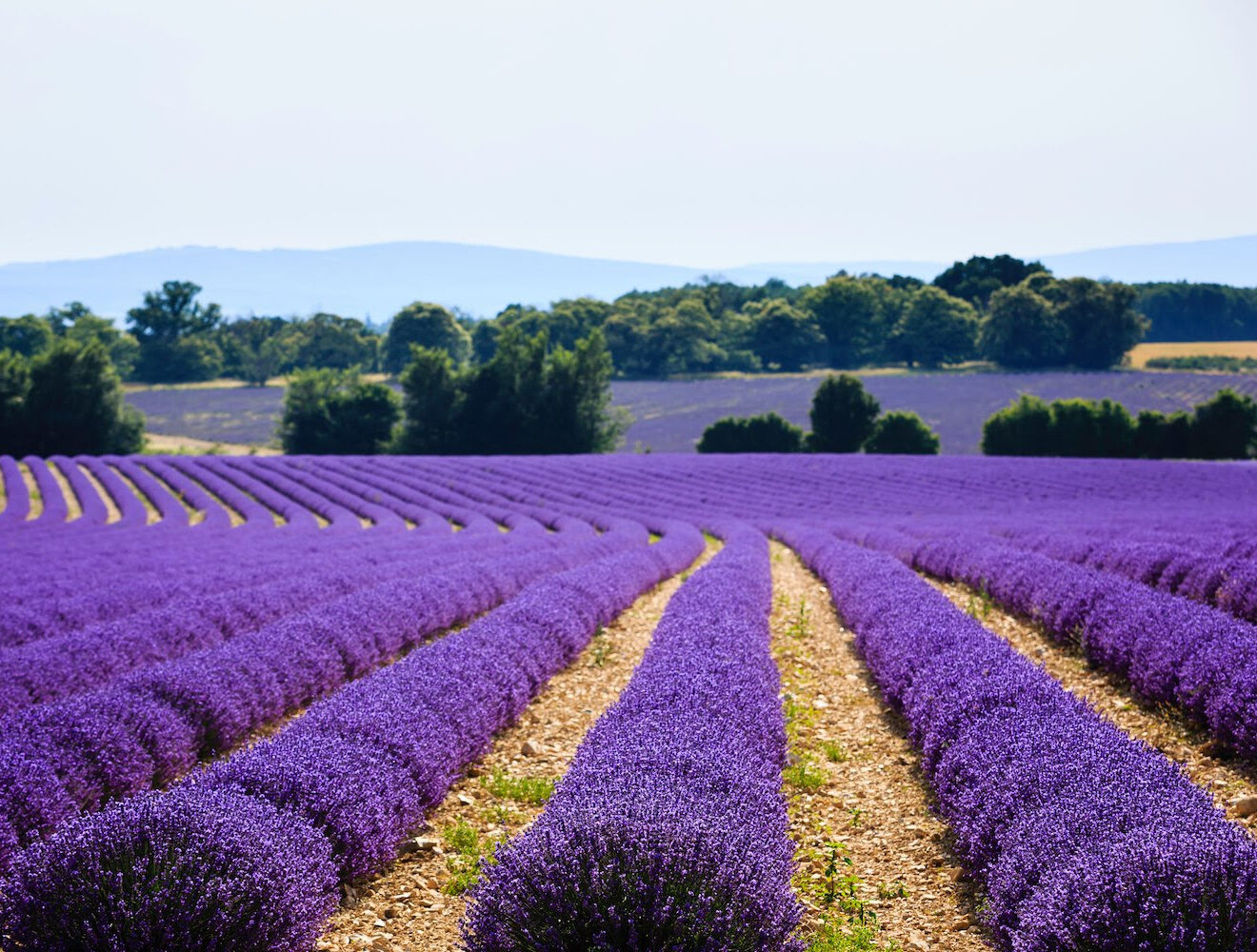 campi di lavanda in Toscana