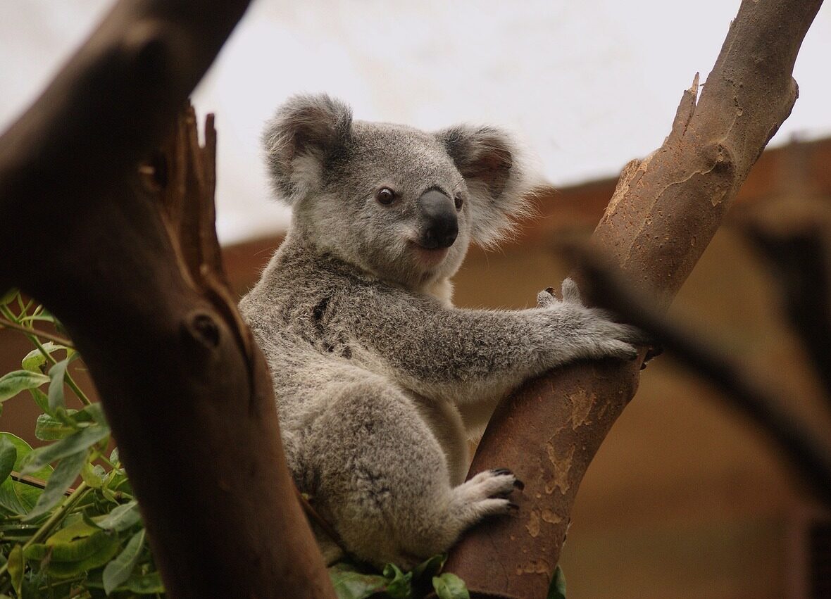 Come organizzare un viaggio in Australia