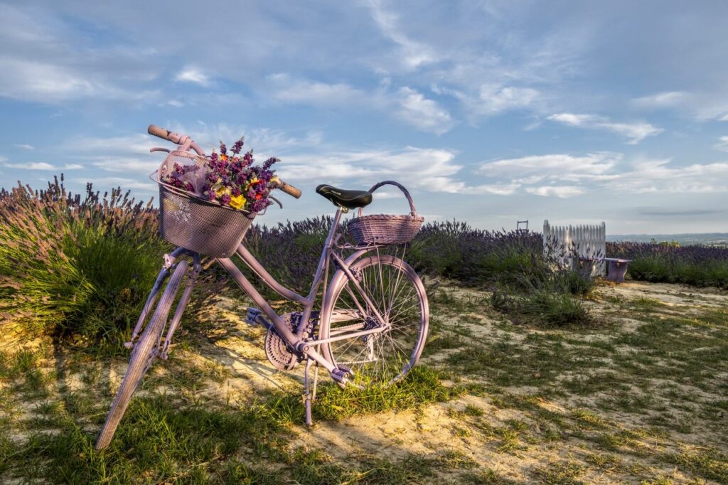 Campi di lavanda in Piemonte
