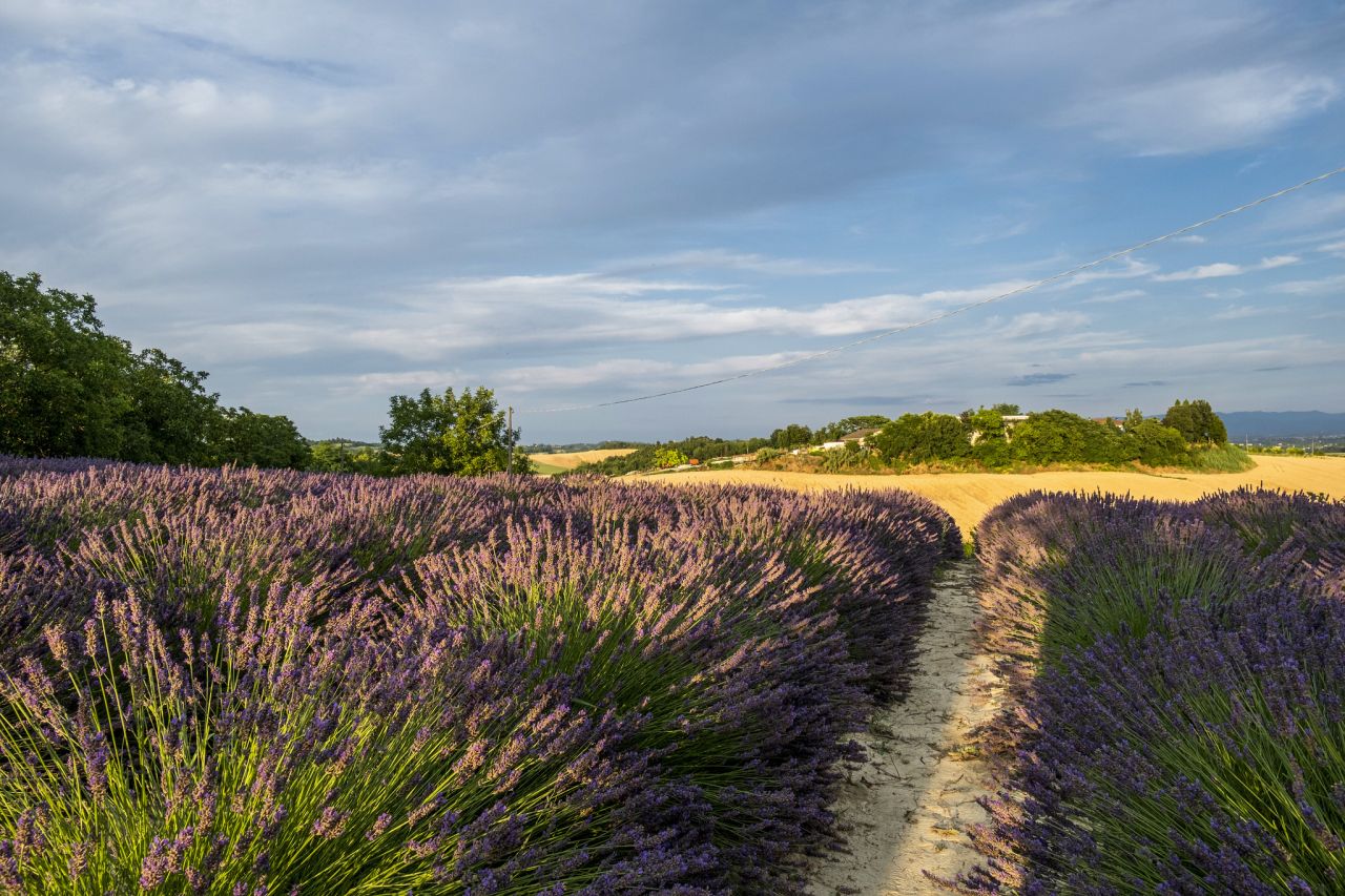 Campi di lavanda in Piemonte